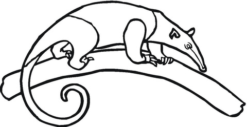 Northern Tamandua Coloring Page